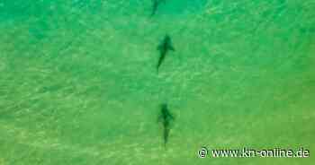 Mann nach mutmaßlichem Haiangriff in Israel vermisst