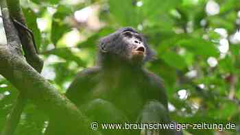 Menschenaffen sprechen womöglich ähnlich wie Menschen