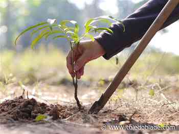 City of Toledo to host RE-TREE Community Meeting