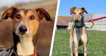 The loyal Lurchers living in County Durham kennels as shelter struggles to rehome breed