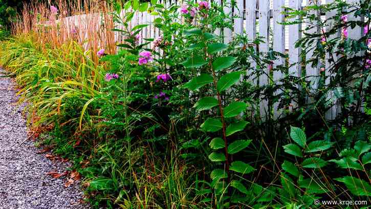 Earth Day tips for taking care of your outdoor space