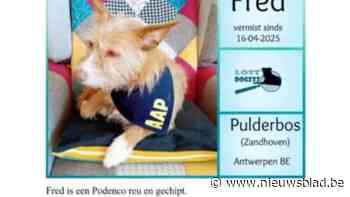 Wie zag podenco Fred nog lopen in regio Boskant?