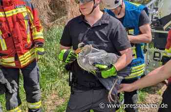 FW Stockach: Tierrettung