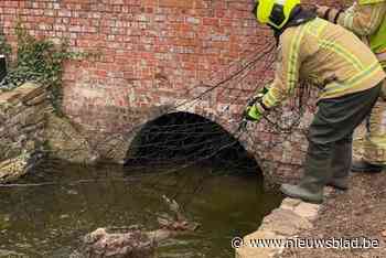 Brandweer redt ree uit beek