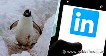 Als man op LinkedIn ongenoegen uit over collega die moslima’s ‘pinguïns’ noemde, wil bedrijf hem ontslaan