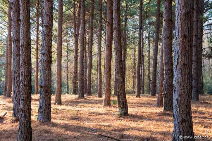 Tree deaths in New Mexico doubled from 2023 to 2024, report says