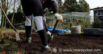 Als taakstraf ‘snoeien, snoeien, snoeien’ in voedseltuin De Kleine Aarde: ‘Dit kost mij ook mijn vrijheid, acht uur per dag’