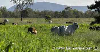 Durando and Plainview offer highly efficient coastal cattle production