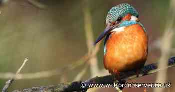 Fundraising campaign to put the 'wiggle' back into Hertfordshire's rivers