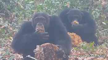 Wild chimps are filmed scoffing 'boozy' fruit with their friends - and it could help to explain our love of the pub