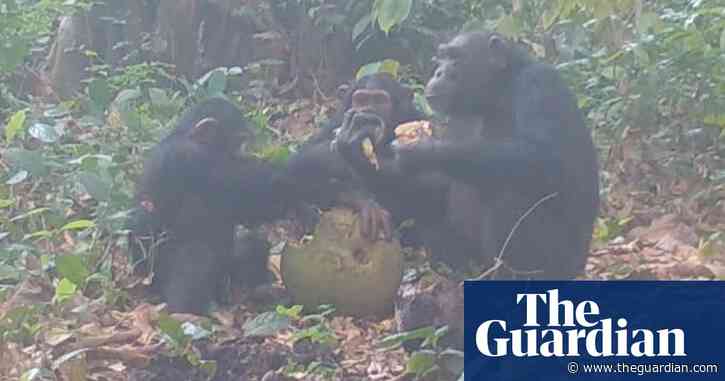 Wild chimpanzees filmed by scientists bonding over alcoholic fruit