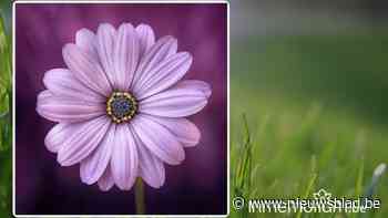 Isabelle Niesten, 91 jaar