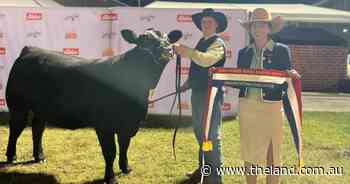 Student's Sydney Royal debut topped off with heifer fitting challenge win