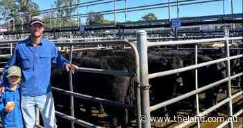 Steers reach $2240 at Bega sale, as good run for quality, weight continues