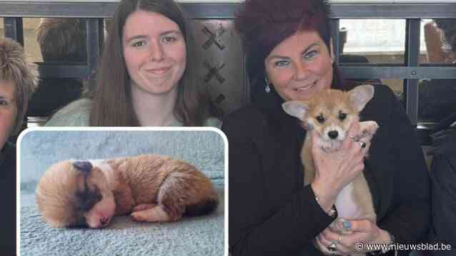 Corgi Nala overleeft tegen alle verwachtingen in dankzij de zorg van Natascha (41): “Het mooiste paascadeau”