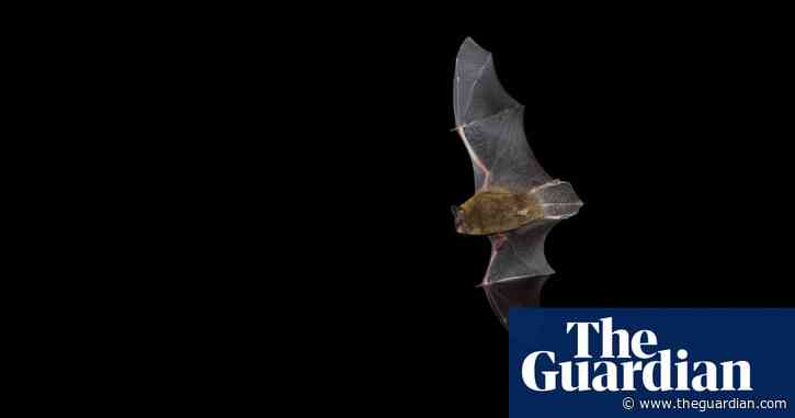 Country diary: Watching bats until it’s too dark to see | Josie George