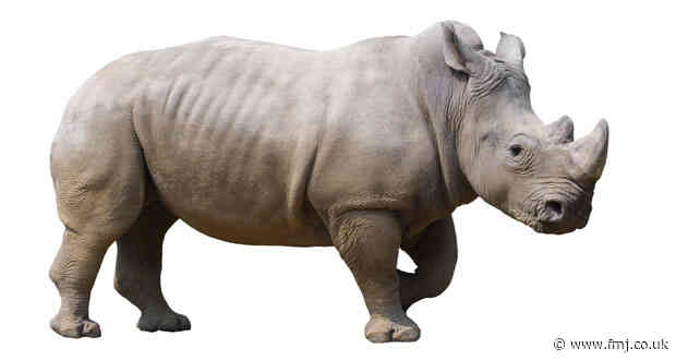 Rhinos declared safe!