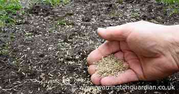 Garden expert shares £1 coin hack to make ideal environment for grass seeds