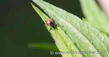 Lyme Disease warning as Brits urged to avoid tick bites and be aware of symptoms