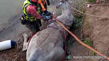 Una mucca è caduta nel Tevere