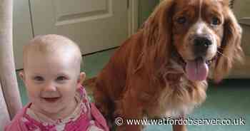 On This Day: Watford baby and dog star in Pets at Home TV advert