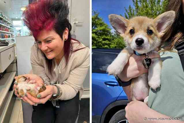 Natascha (41) redt corgi-puppy Nala door haar acht weken lang elke twee uur sondevoeding te geven, dag en nacht: “Overal had ik haar bij in een klein bakje”