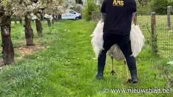 Ontsnapte nandoe na kleine maand opnieuw gevangen in Tongerse plantage