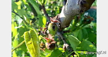 "Helaas is de hagel op het slechtst mogelijke moment gevallen"