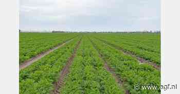 "Exportvooruitzichten Italiaanse wortelen"