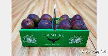 "Prijs Braziliaanse vijgen sterk bepaald door binnenlandse markt"