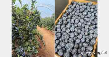 Export van Marokkaanse blauwe bessen +20%
