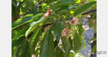 Kersen- en appelboomgaarden in West-Turkije getroffen door strenge vorst