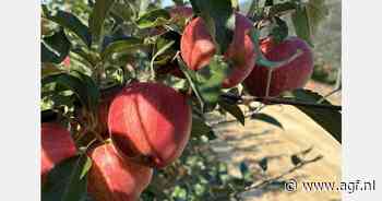 "Te vroeg om effecten van vorst op Poolse appelteelt te bepalen"