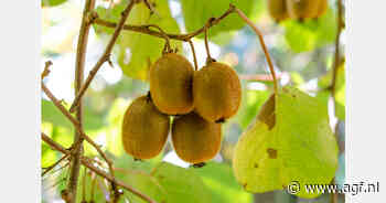 Export Griekse kiwi's bereikt record, export appelen en tomaten gestegen