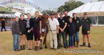 Ayrshire cow named supreme champion dairy female for first time since 1987