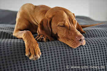 Vergiftete Löffelbiskuits: Hund durch Giftköder getötet