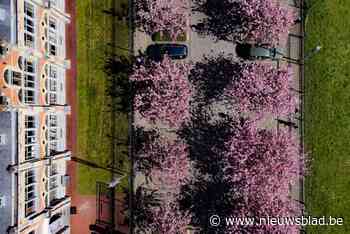 IN BEELD. Zo kleurrijk ziet de lente eruit door de lens van Gentse fotografen