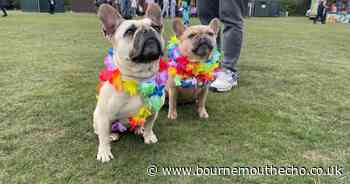 Best photos as hundreds of dogs return to Frenchie Fest