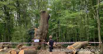 More than 2,800 sign petition over felled oak tree