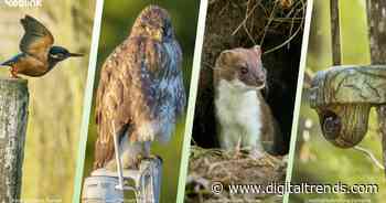 Earth Day with Reolink: Protecting nature, one camera at a time