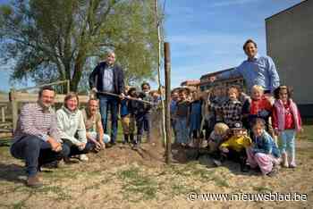 Einsteinschool plant nieuw speelbos met 1.750 stukken vers bosgoed aan: “Volgende generaties kunnen hier ravotten”