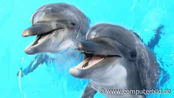 KI entschlüsselt Delfin-Sprache