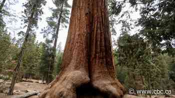 A sequoia forest in Detroit? Plantings to improve air quality and mark Earth Day