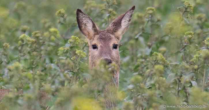 Hund soll Reh bei Gassirunde totgebissen haben