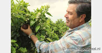 "We breiden sterk uit met biologische en biologisch dynamische sinaasappelen"