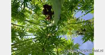 Regels bij hennep telen