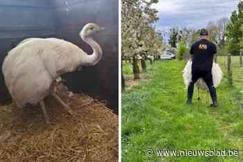 Ontsnapte nandoe was maand lang iedereen te snel af, nu is hij eindelijk gevangen: “Met twee voertuigen maakten we een blokkade richting de straat”