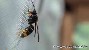 Aziatische hoornaar herkennen en melden: Gemeente Dessel organiseert infoavond