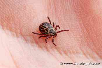 Risk of Lyme disease rising in UK amid growing tick population