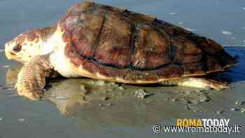 Tartarughe caretta trovate morte nelle spiagge di Passoscuro e Capocotta